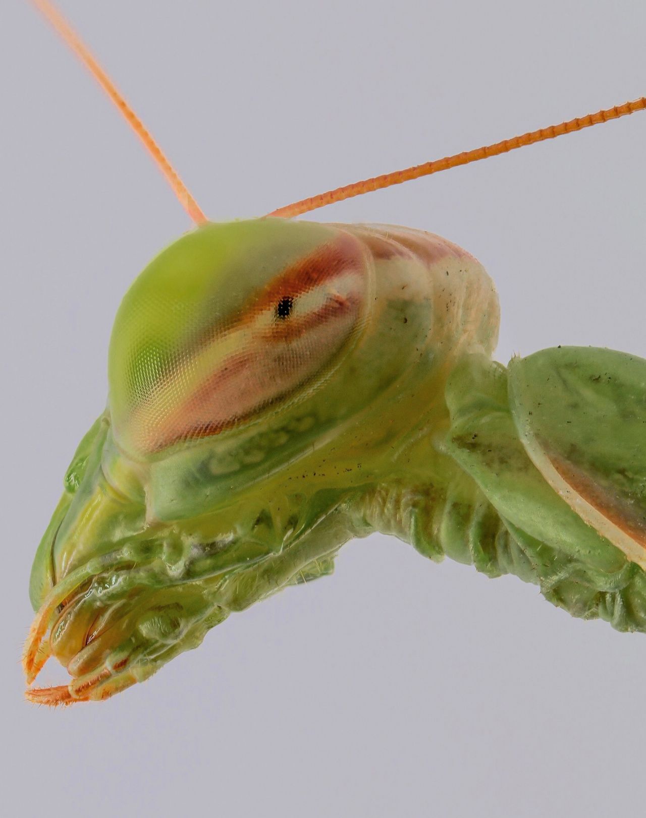 Mantidae - Mantis religiosa